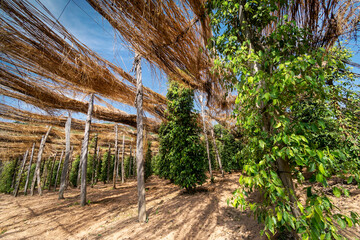 peppercorn vines growing in organic pepper farm in kampot cambodia