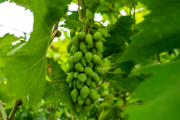 green grapes on the branch