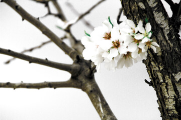 Almond trees in bloom under grey sky