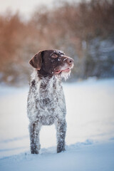German wire-haired pointer in the snow