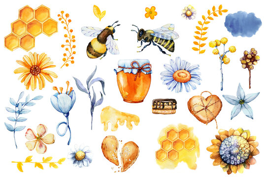 Honey set, bee and wasp, honeycomb, field herbs, flowers, jar, packaging for the product. Hand drawn watercolor illustration isolated on white background.