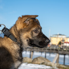 A profile portrait of an eleven weeks old German Shepherd puppy. Blue sky and snow in the background