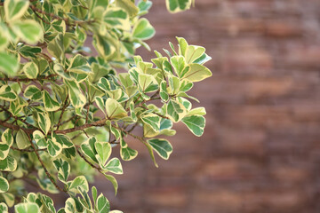Natural background of variegate leaves.