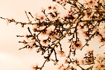 Almond trees in bloom under grey sky