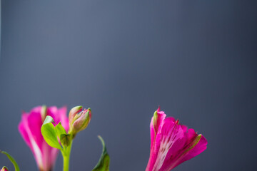 pink alstroemeria flowers on a lilac background. space for text