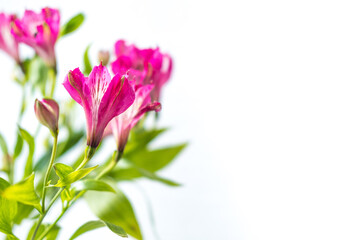 pink flowers  isolated on white