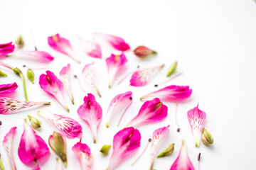Fototapeta na wymiar pink alstroemeria flowers on a white background. space for text