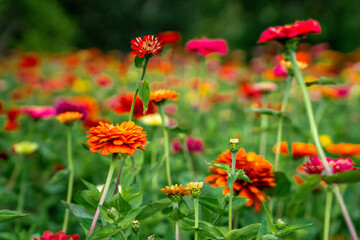 field of poppies