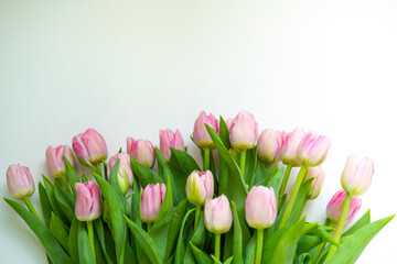 tulips are light pink on a white background .bouquet for March 8 . space for text