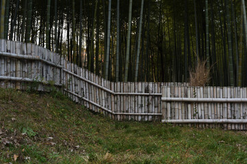 A bamboo fence for bamboo forests