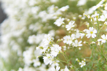 white flowers in the garden