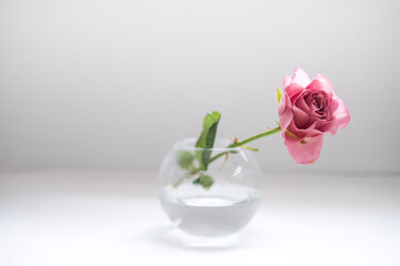 a flower in a transparent vase on a white background . space for text