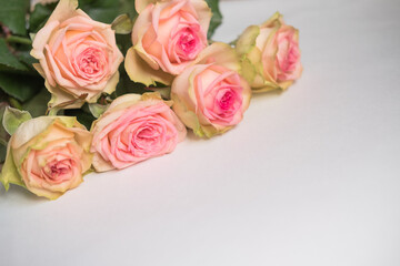 roses are light pink on a white background . March 8 . space for text