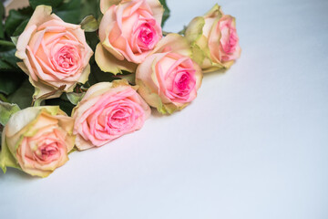 roses are light pink on a white background . March 8 . space for text