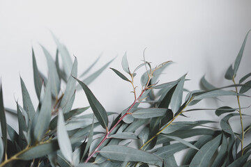eucalyptus leaves on a white background . space for text