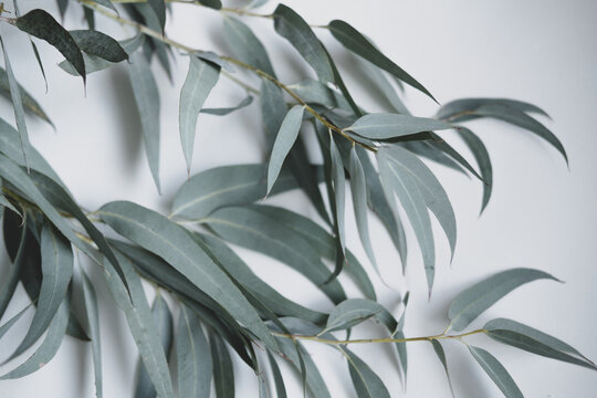 eucalyptus leaves on a white background . space for text © kristina