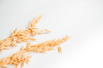 cereals spikelets on a white background. top view . flat lay. copy space 
