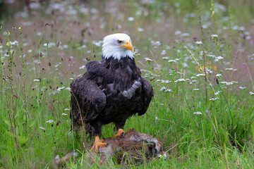 Bald eagle or American eagle (Haliaeetus leucocephalus) in a field with summer flowers eating a red fox in the Netherlands