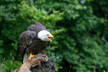 Bald eagle or American eagle (Haliaeetus leucocephalus) in a field with summer flowers eating a red fox in the Netherlands