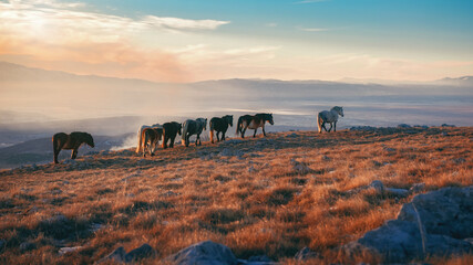 wild horses on the mountain at sunset