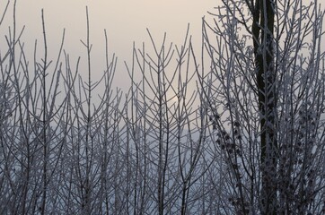 Fototapeta na wymiar Sonnenaufgang - Frost -21,5 Grad - Februar 2021