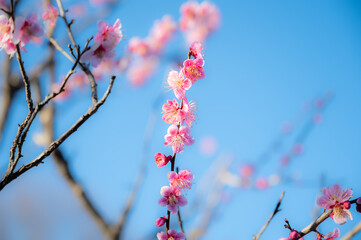 背景の空が美しい赤い梅の花