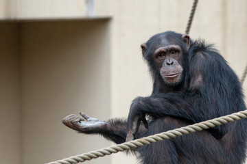 portrait of a orangutan © 英之 二宮