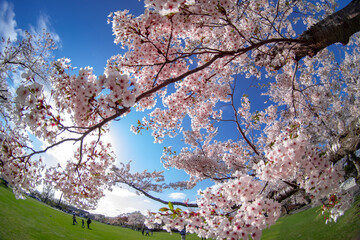cherry blossom in spring