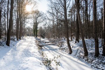 Snow covered sunny forest landscape with a ditch that flows through the forest, photo taken in the nature reserve "reestdal" province Overijssel, the Netherlands