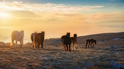Fototapeta na wymiar wild horses on the mountain at sunset