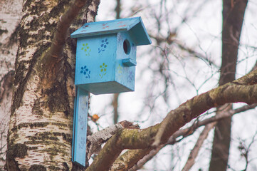 blue wooden birdhouse on a birch. the park