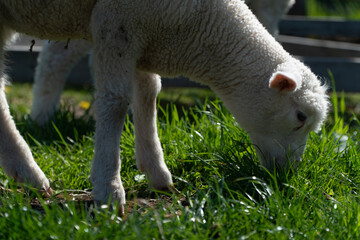 sheep 