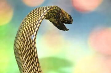 snake in the sky