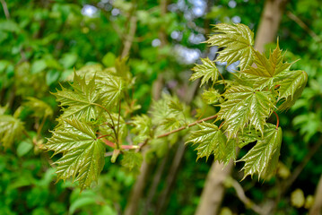 Saint Petersburg Russia, May 28 2017. Young sprout of a maple branch. Spring sprout with fresh shoots