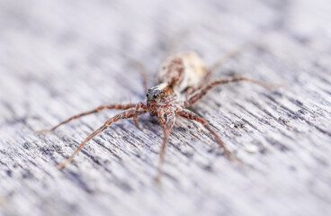 beautiful spider on wooden background