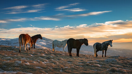 wild horses on the mountain at sunset