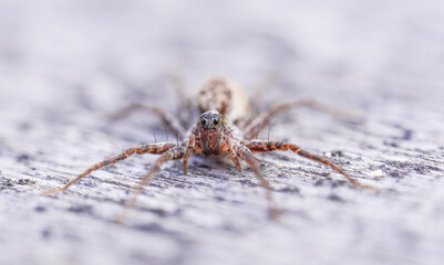 beautiful spider on wooden background