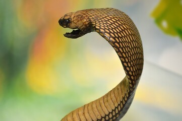 snake in the air