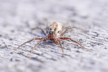 beautiful spider on wooden background