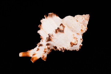 Beautiful sea shells on a black background