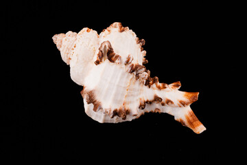 Beautiful sea shells on a black background