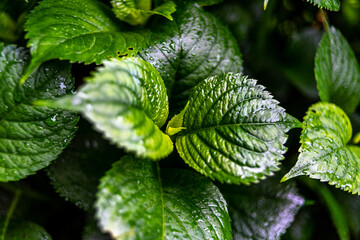 leaves