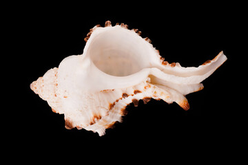 Beautiful sea shells on a black background