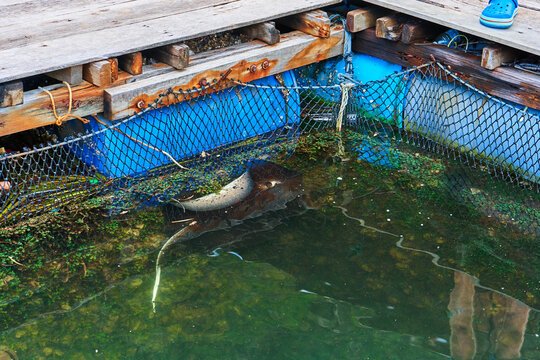 Fish Farm Excursion. Man Feeding Stingray Close Up