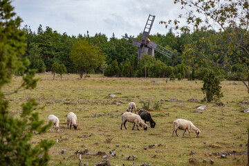 Cut-hair long-tail sheep in the field. Windmill on background. Estonian rural landscape.