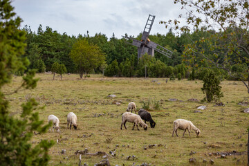 Fototapeta premium Cut-hair long-tail sheep in the field. Windmill on background. Estonian rural landscape.