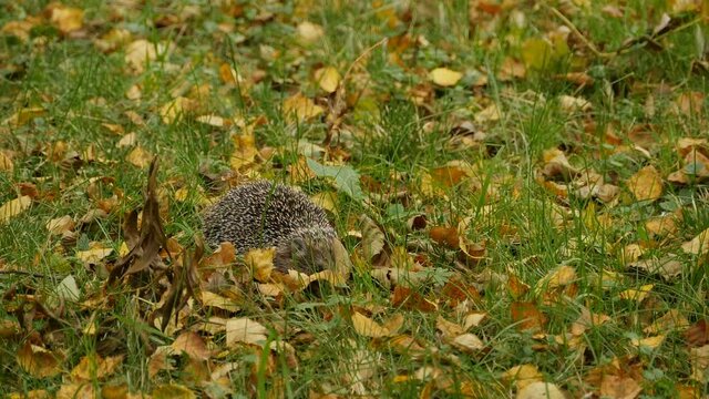 spiny hedgehog lurking hiding in yellow leaves