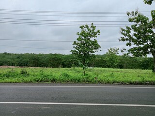 the atmosphere of rubber and cassava plantations that are so green