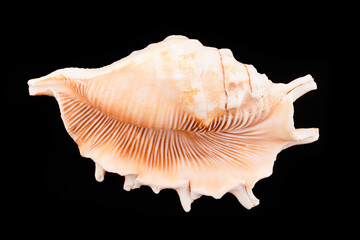 Beautiful sea shells on a black background