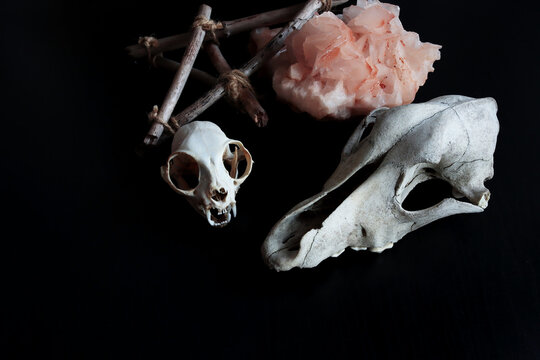 Black table, ritual skulls of animals: a dog and a cat, a pile of crystals of amethyst. Shamanic ritual, esoteric teaching. Anatomy.